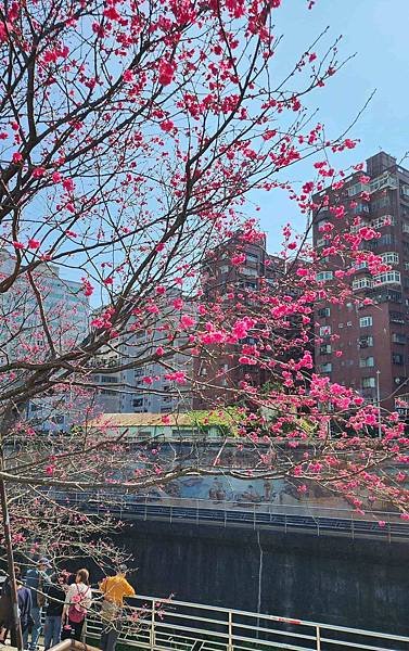 【台北賞櫻景點】東湖樂活公園賞櫻&amp;內溝溪步道粉嫩浪漫櫻花