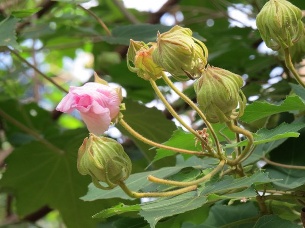 山芙蓉4.JPG