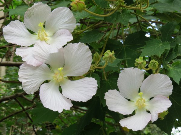 山芙蓉11.JPG