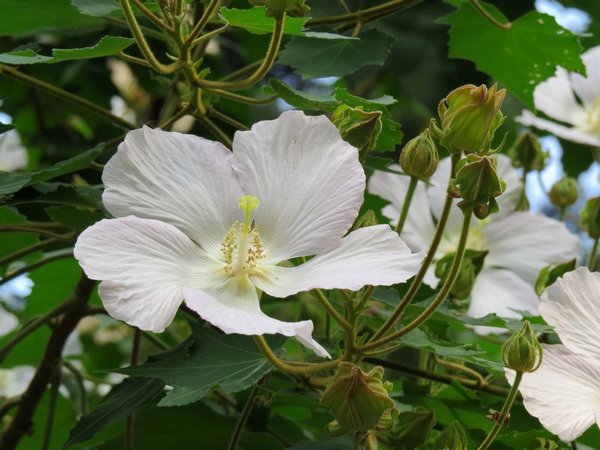 山芙蓉12.JPG