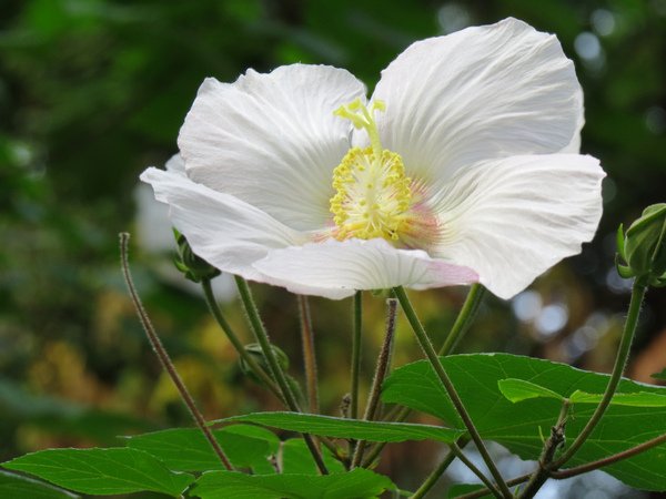 山芙蓉2.JPG