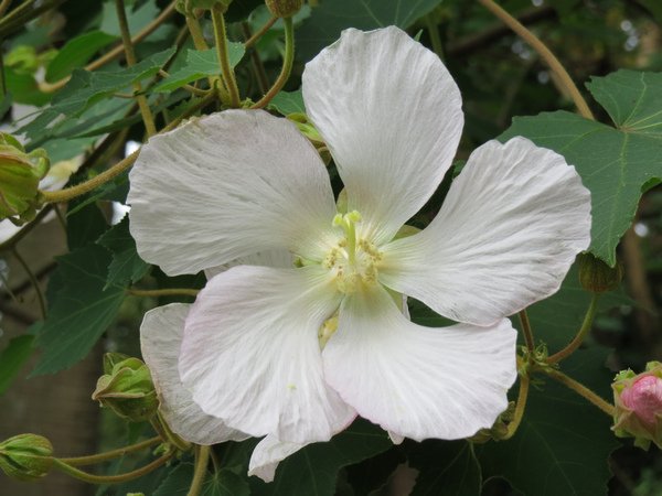 山芙蓉6.JPG
