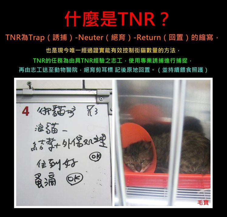 TNR毛寶