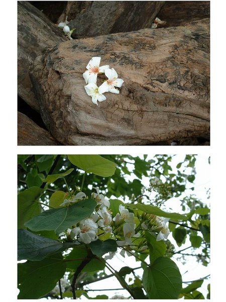 油桐花