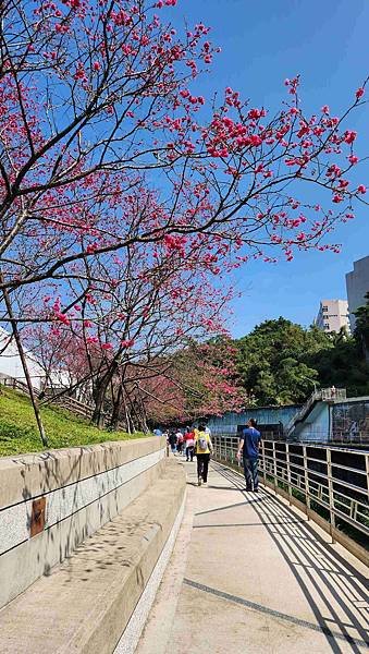 【台北賞櫻景點】東湖樂活公園賞櫻&amp;內溝溪步道粉嫩浪漫櫻花