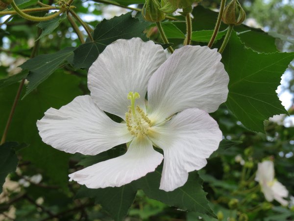 山芙蓉5.JPG