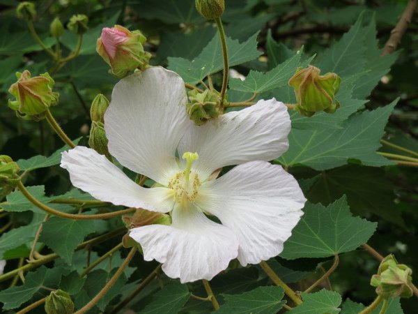 山芙蓉7.JPG