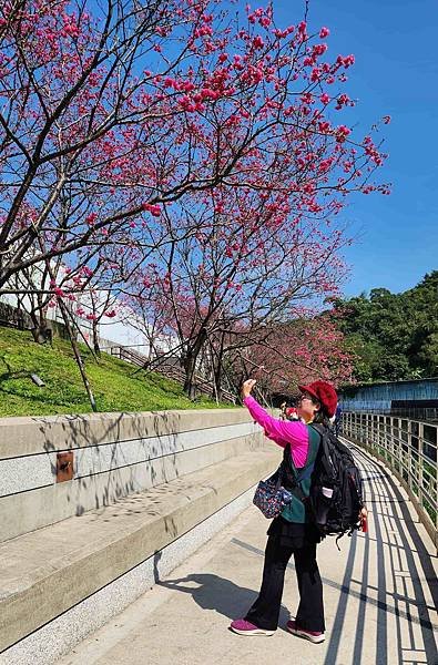 【台北賞櫻景點】東湖樂活公園賞櫻&amp;內溝溪步道粉嫩浪漫櫻花