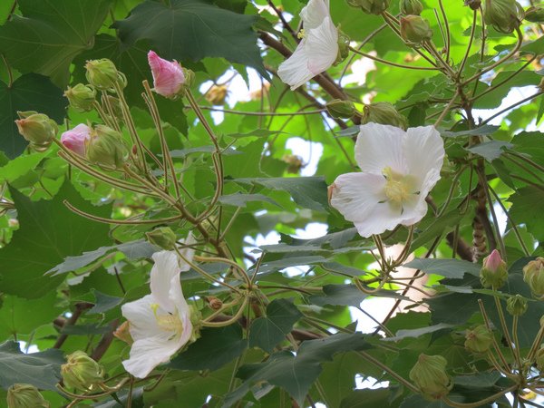 山芙蓉11.JPG