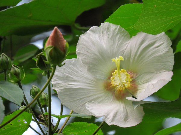 山芙蓉3.JPG