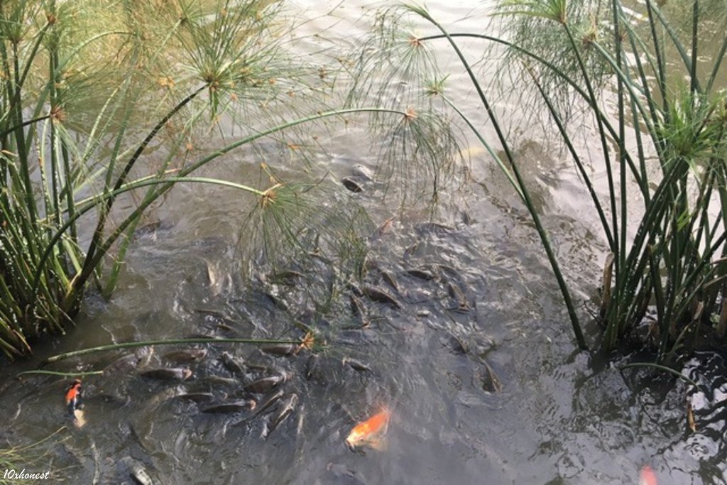 莫內咖啡水池中搶食的魚