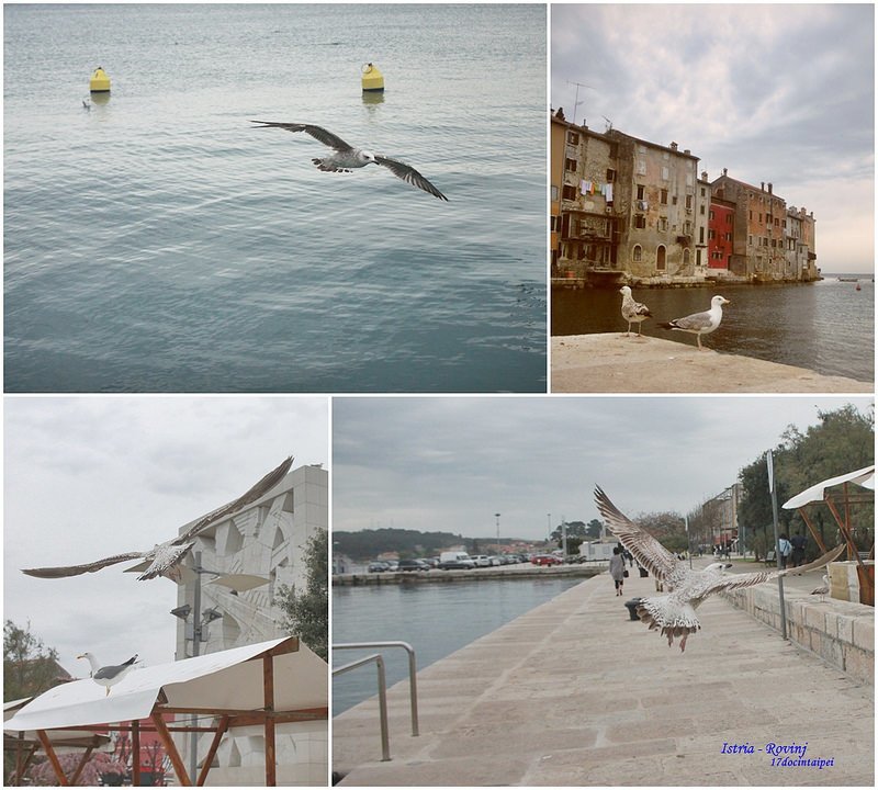 羅維尼Rovinj-Croatia-travel-克羅埃西亞-17度C隨拍 (15)