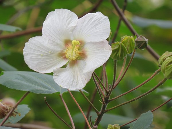 山芙蓉5.JPG