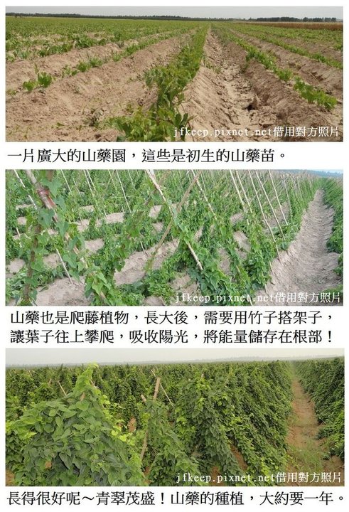 山藥的種植。