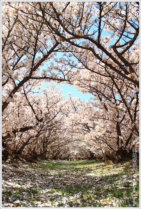 仁和寺35.jpg