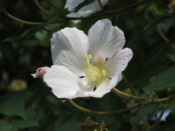 山芙蓉3.JPG