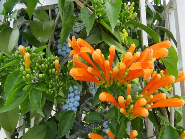 炮仗花4.JPG