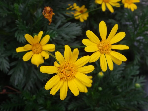 情人菊3.JPG