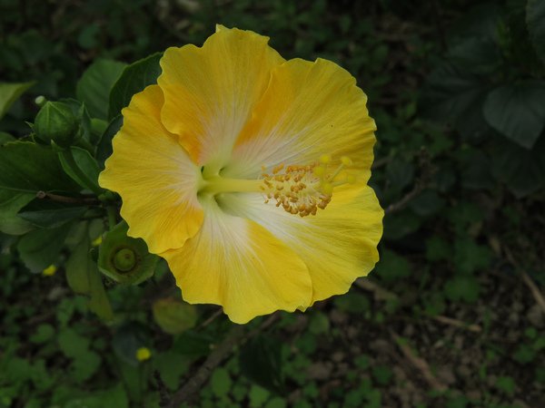 扶桑花6.JPG