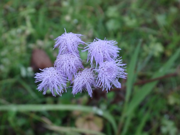 紫花藿香薊1.JPG