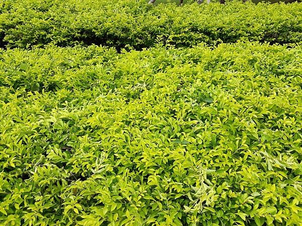 20180913_090054v.jpg