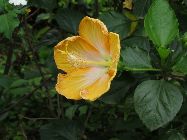扶桑花1.JPG