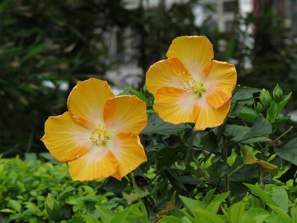 扶桑花3.JPG