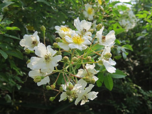 繡球繡線菊5.JPG