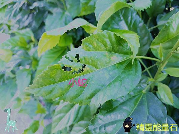 20180913_090054p.jpg