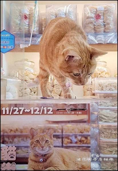 迪化街尋店貓趣_043.jpg