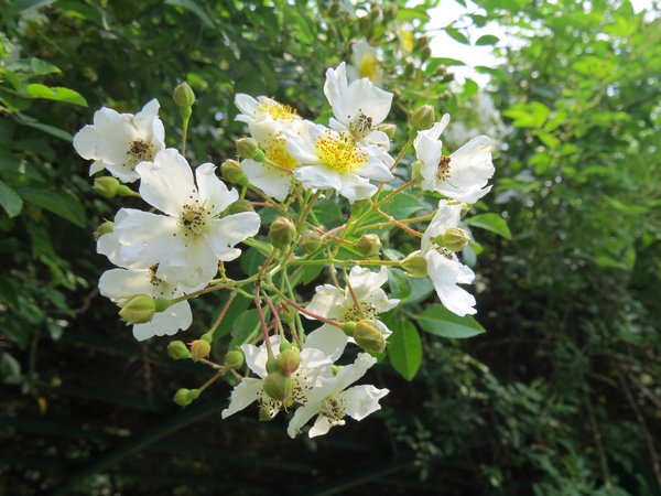 繡球繡線菊8.JPG