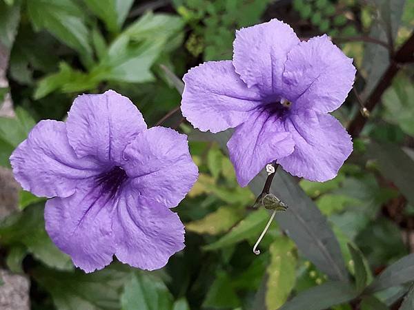 20180909_063833.jpg