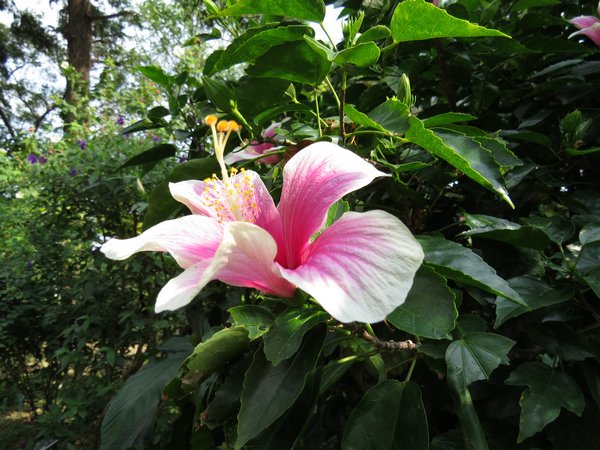 扶桑花5.JPG