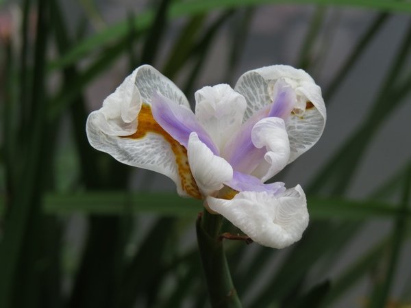 IMG_2350.jpg