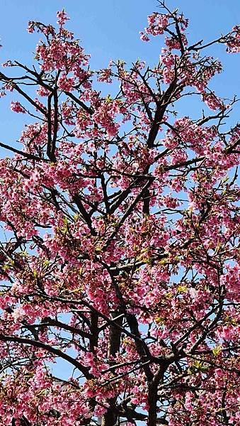 【台北賞櫻景點】東湖樂活公園賞櫻&amp;內溝溪步道粉嫩浪漫櫻花