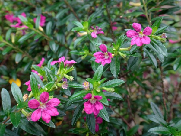 細葉雪茄花10.JPG