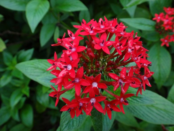繁星花8.JPG