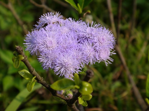 紫花藿香薊10.JPG