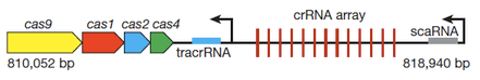 CRISPR contributed to  evasion and virulence