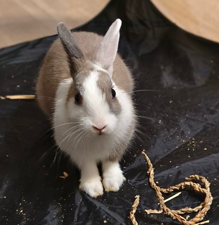 ///&amp;&amp;&amp;  我家的寶貝長孫穎宣飼養的道奇兔真可愛