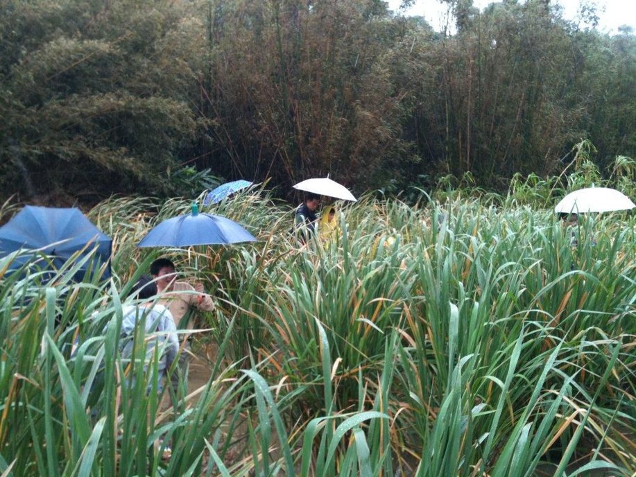 8採筊白筍B.jpg