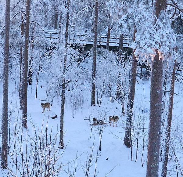 [北歐四國] Day12 羅瓦捏米 Rovaniemi 北極