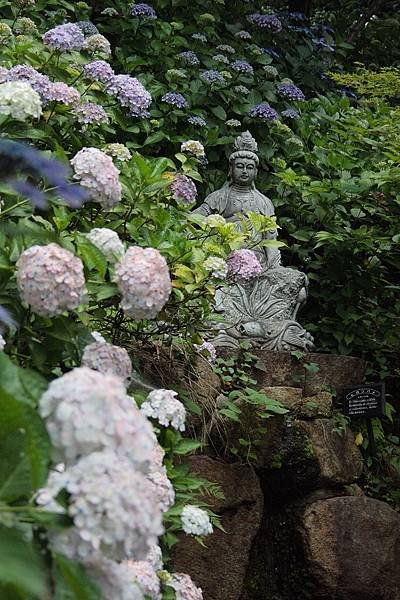 茨城繡球花寺   雨引觀音  二本松寺  保和苑  水戶八幡