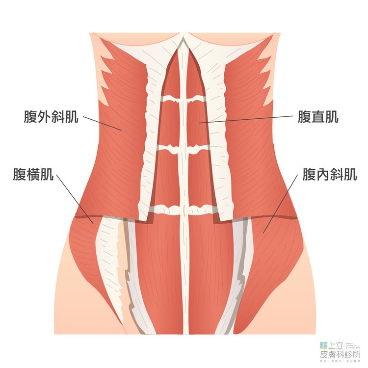 腹部肌肉(合).jpg