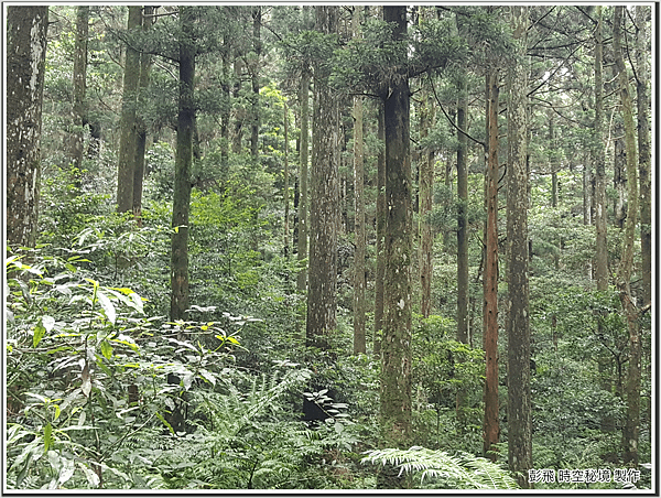 東眼山國家森林遊樂區