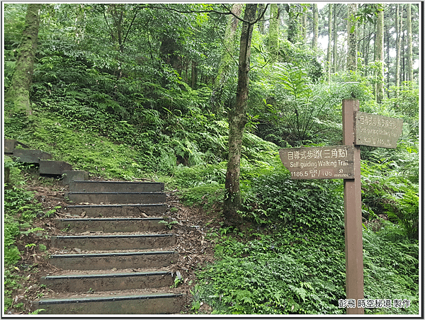 東眼山國家森林遊樂區