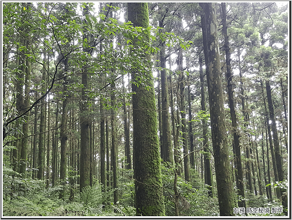 東眼山國家森林遊樂區