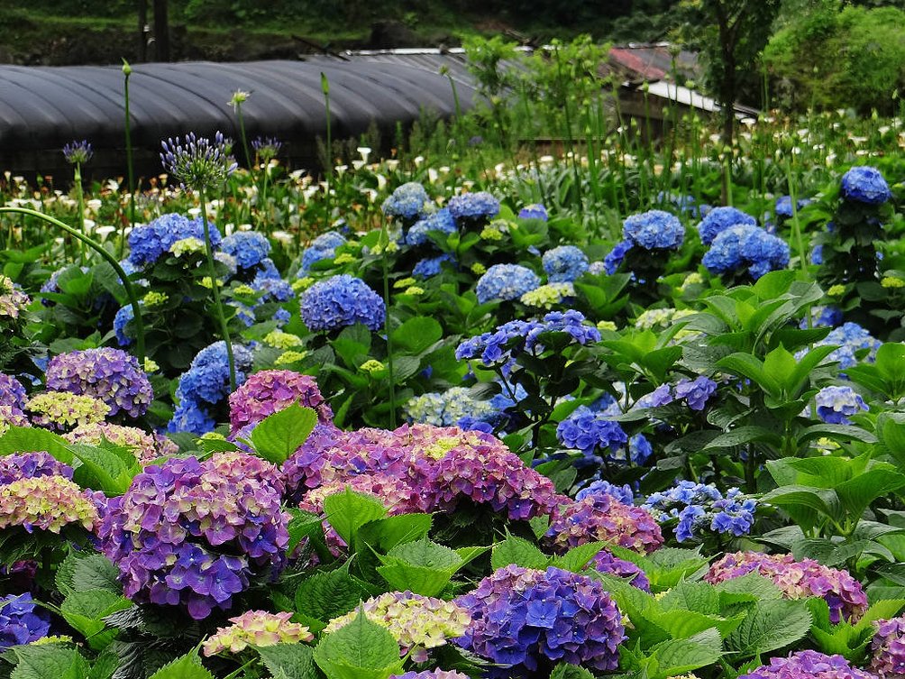 竹子湖繡球花水尾巴拉卡步道 (29).jpg