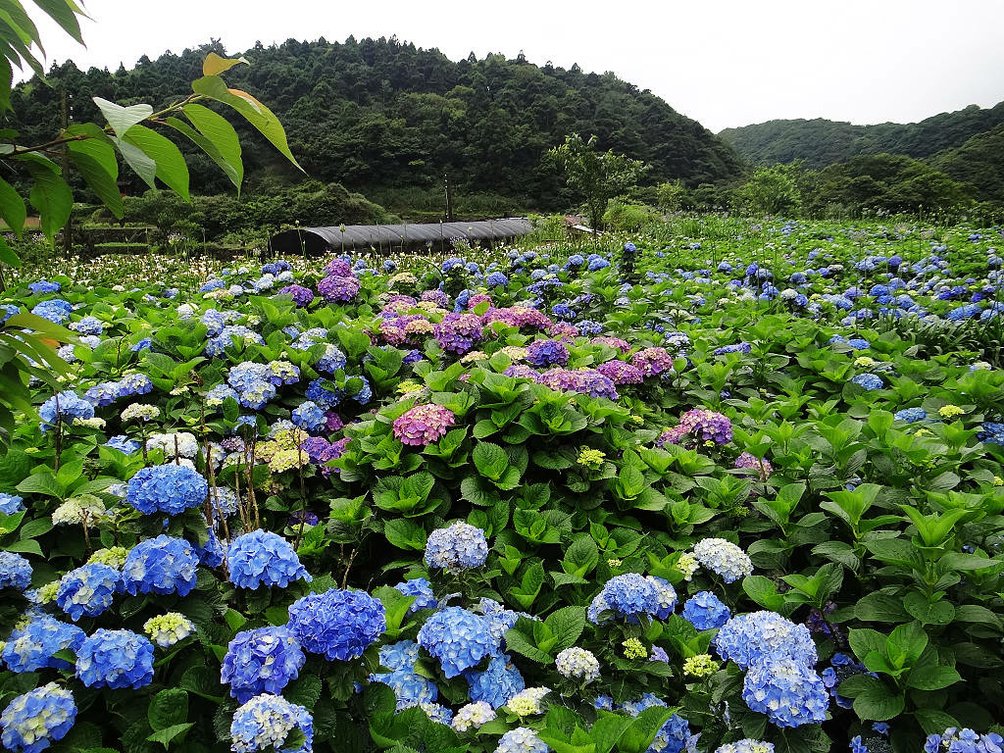 竹子湖繡球花水尾巴拉卡步道 (30).jpg