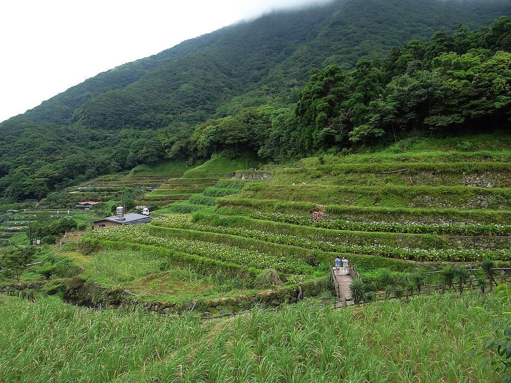 竹子湖繡球花水尾巴拉卡步道 (34).jpg